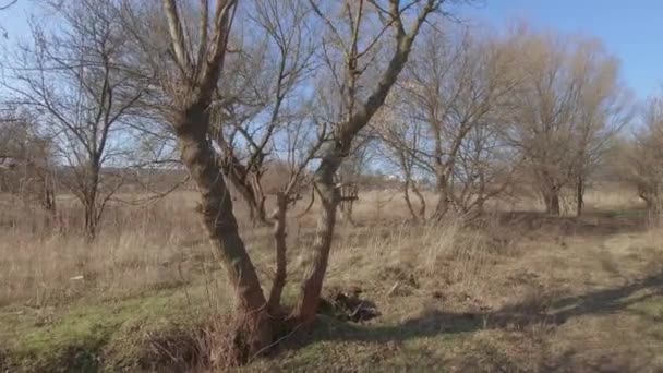 Erba primaverile tra foresta secca — Video Stock