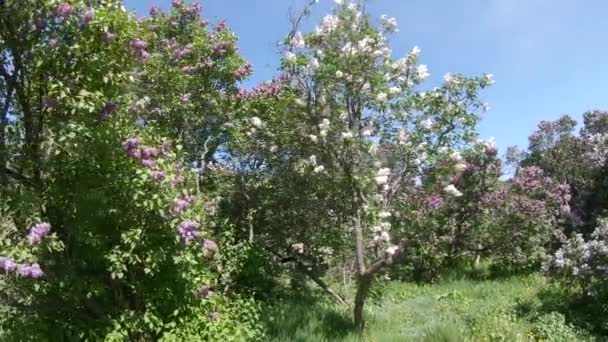 Lilac garden in Moscow — Stock Video