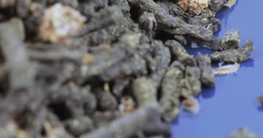 Ivan-çay Çam tomurcukları ile