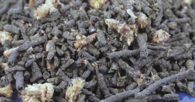 Ivan-çay Çam tomurcukları ile