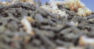 Ivan-çay Çam tomurcukları ile