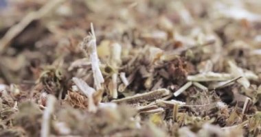 Motherwort çim toplu olarak