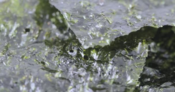 Dried leaf of sea cabbage — Stock Video