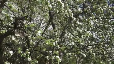 Elma çiçekleriyle dolu bir dal