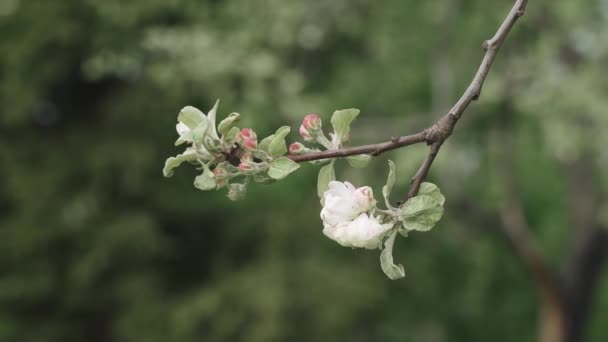 Rama con flores de manzana — Vídeo de stock