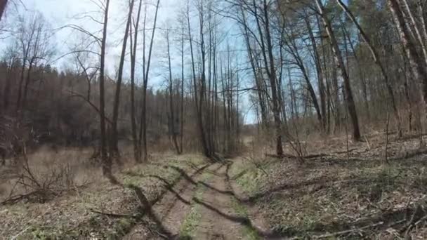Vuile weg in een dennenbos — Stockvideo