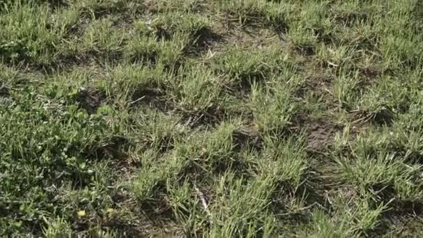 Klippt gräs på en gräsmatta — Stockvideo