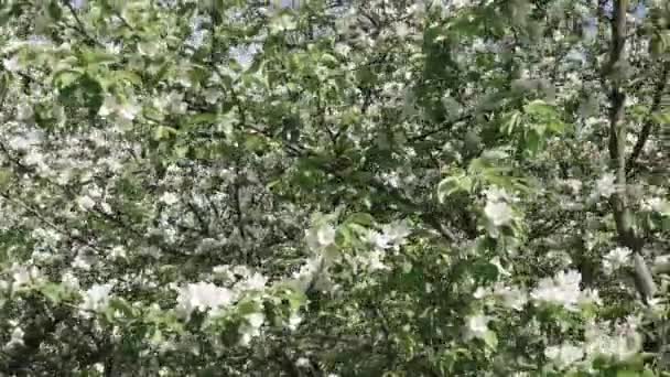 Гілка з квітами яблука — стокове відео
