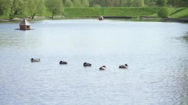 Parktaki göldeki ördekler