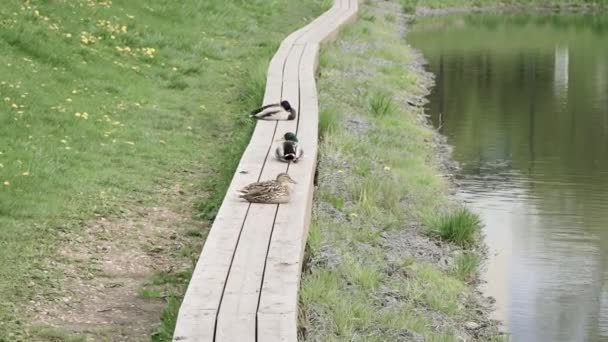 Ducks on a wooden platform — Stock Video
