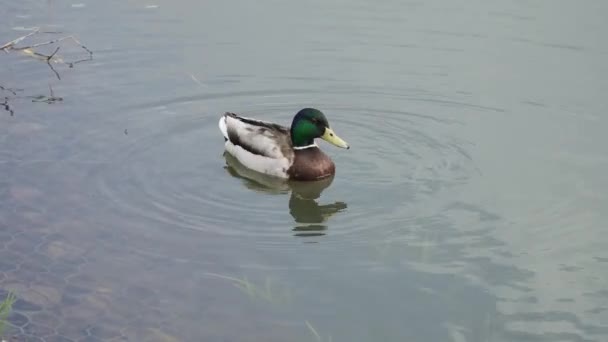 Enten in einem Teich im Park — Stockvideo