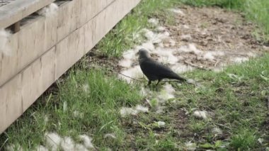 Karga kavak topluyor.