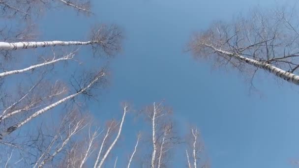 Верхівки берези — стокове відео