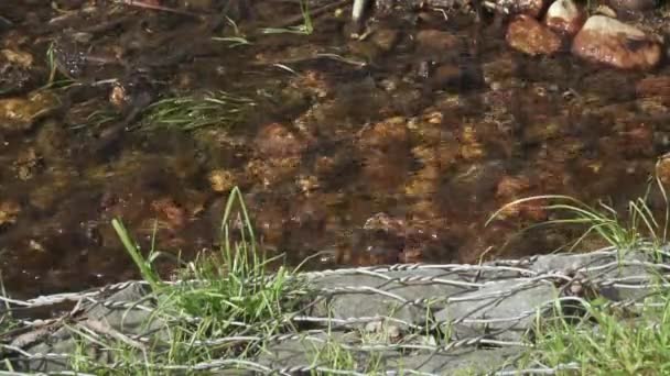 Un pequeño arroyo fortificado — Vídeo de stock