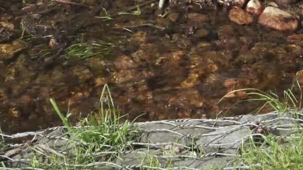 Un petit ruisseau fortifié