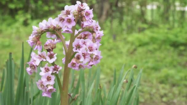 Καρδιά λουλούδι bergenia — Αρχείο Βίντεο