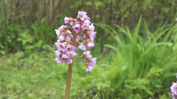 Corazón flor bergenia — Vídeos de Stock