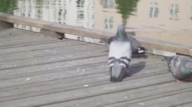 Güvercinler ve serçeler ekmek yer.