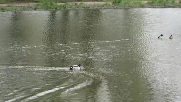 Canards dans un étang dans le parc