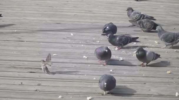 Palomas y gorriones comen pan — Vídeo de stock