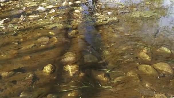 Algues sur les pierres 