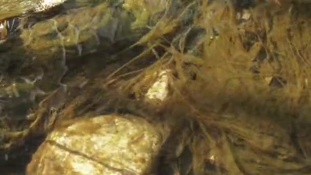 Algen auf den Steinen — Stockvideo