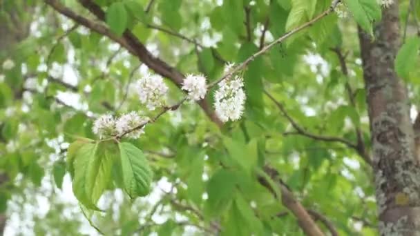 Bush of flowering bird cherry — Stock Video