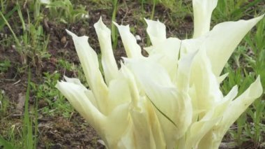 Hosta Beyaz Tüy