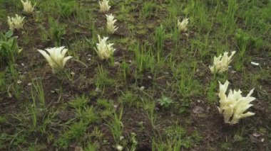 Hosta Beyaz Tüy