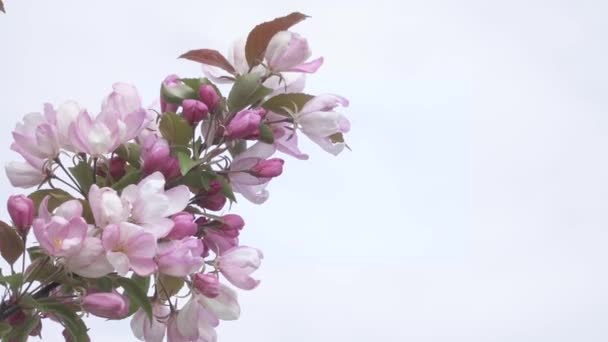 Paraíso flores de manzana — Vídeo de stock