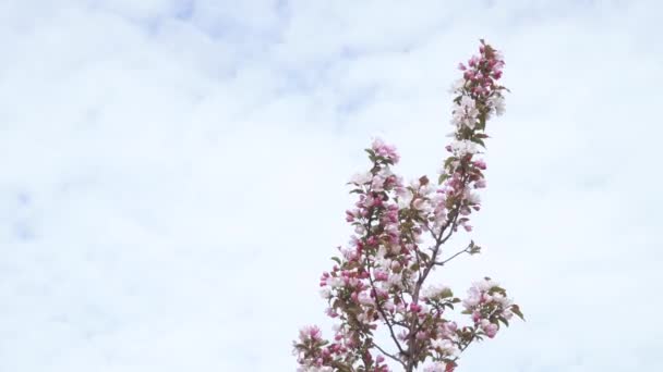 パラダイスリンゴの花 — ストック動画