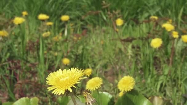 Fiore di dente di leone su un dorso — Video Stock