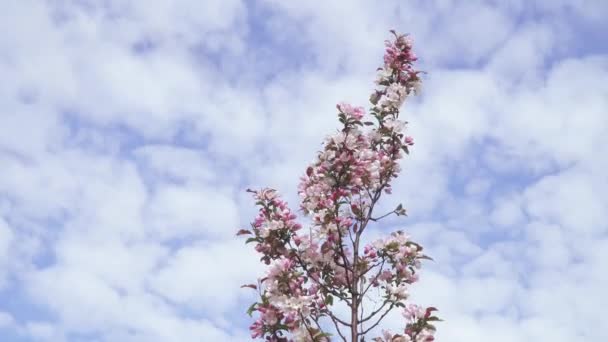 Paradis fleurs de pomme — Video