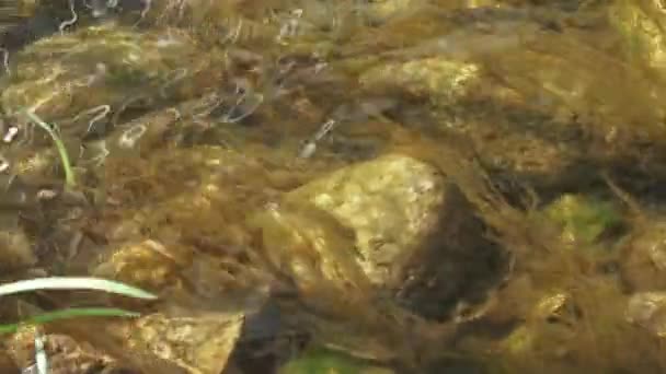 Algas en las piedras — Vídeo de stock