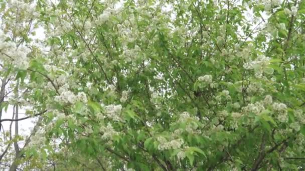 Bush of flowering bird cherry — Stock Video