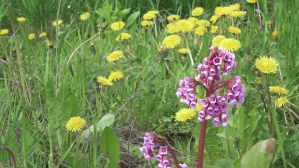 Hjärta blomma bergenia på en bakgrund — Stockvideo