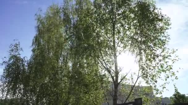 Rayons du soleil dans les branches — Video