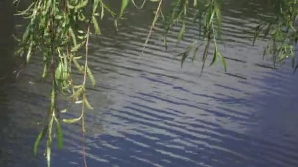 Weidenzweige über dem Wasser — Stockvideo