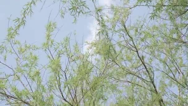 Hanging branches of weeping — Stock Video