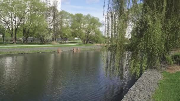 Um pequeno lago no parque — Vídeo de Stock