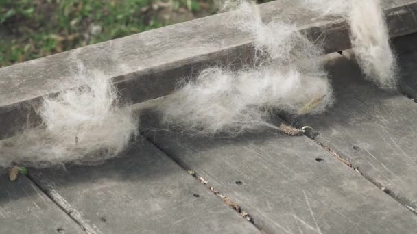 Poplar fluff ležící na dřevě — Stock video