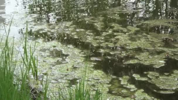 Duckweed and algae — 图库视频影像