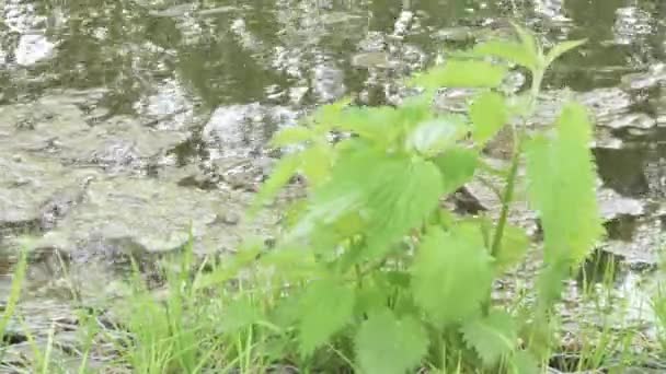 Brennnesselsträucher auf dem Rücken — Stockvideo