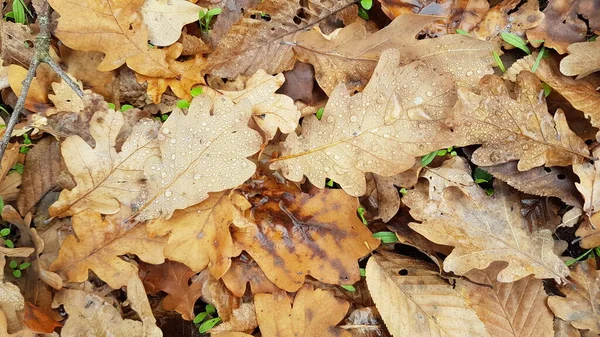 Sonbaharda Sarı Meşe Yaprağı — Stok fotoğraf