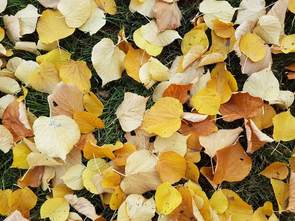 Gele Herfstbladeren Het Groene Gras — Stockfoto