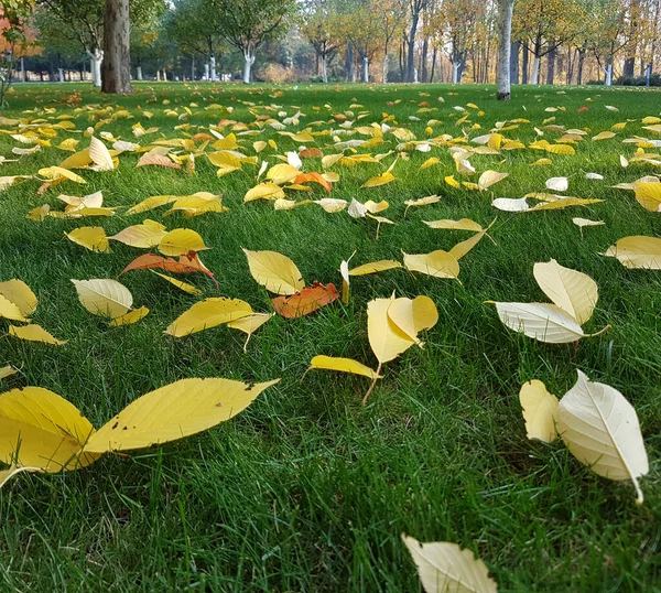 Herfst Gele Bladeren Het Groene Gras Bomen — Stockfoto