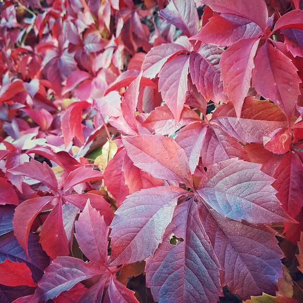 Herbst Lebendige Rote Blätter Hintergrund — Stockfoto