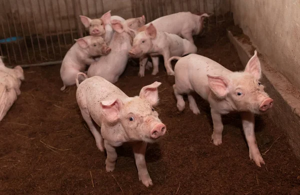 Many pigs are walking on the chaff in an organic pig farm. Rural — Stock Photo, Image