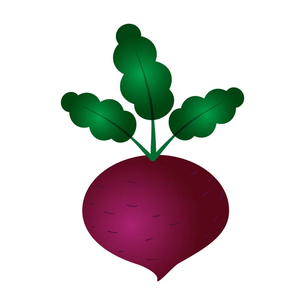 stock vector beets on a white background