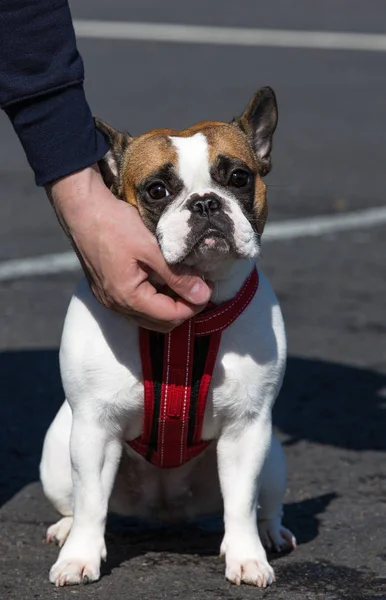 Eigenaar kinderboerderij hes Franse bulldog — Stockfoto